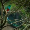 Kvesal chocholaty - Pharomachrus mocinno - Quetzal 7819
